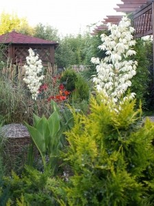 Eksponowanie ciekawych okazów roślin